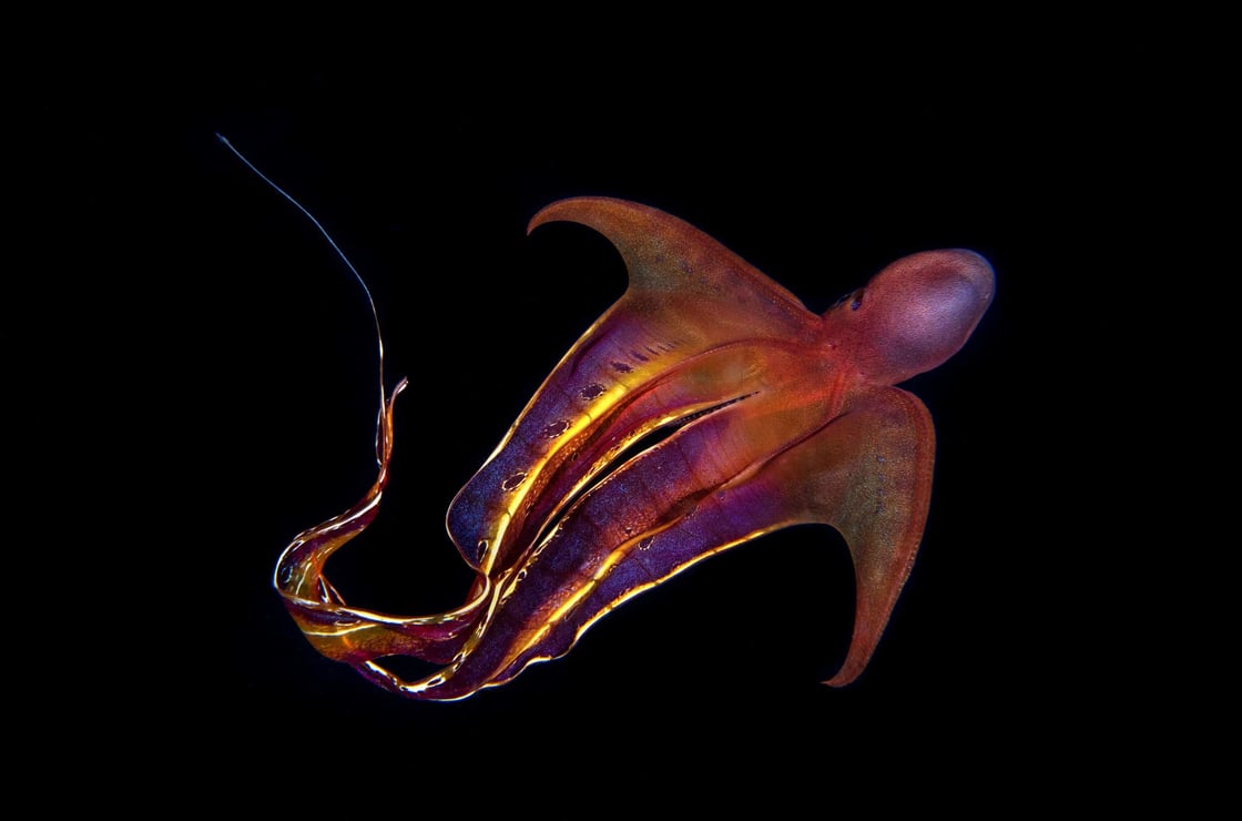 Magnus-Lundgren-blanket-octopus-tremoctopus-octonation
