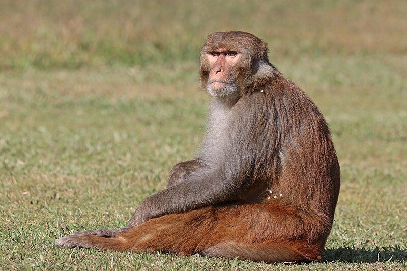 Rhesus_macaque_(Macaca_mulatta_mulatta),_male,_Gokarna