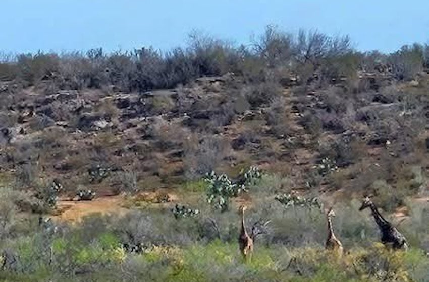 mexican-giraffes